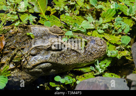 Close up of a Yacare head in Argentina Iguazu National Park Stock Photo