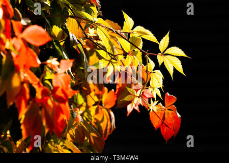 autumn leaves on black Stock Photo