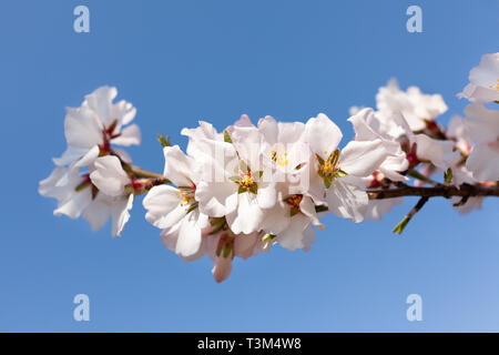 almond blossom on clear sky Stock Photo