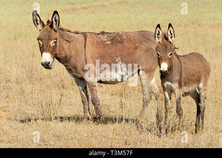 Donkeys on the grassland, Almaty, Kazakhstan Stock Photo