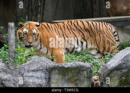 CHIANG MAY, THAILAND - DECEMBER 20, 2018: Tiger n the Chiang Mai Zoo Stock Photo