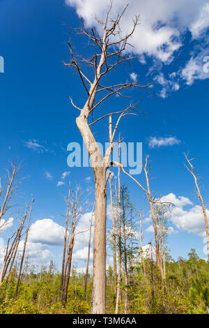Dead trees from old forest fire stand starkly against a bright blue sky and puffy white clouds in Okefenokee swamp.   New growth in lower  image. Stock Photo