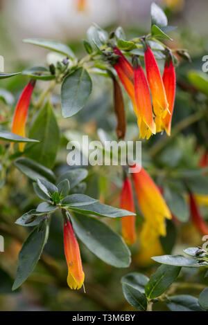 Close-up of Justicia rizzinii or floribunda plant's flowers (common name Brazilian fuchsia). It's a species of flowering plant in family Acanthaceae. Stock Photo