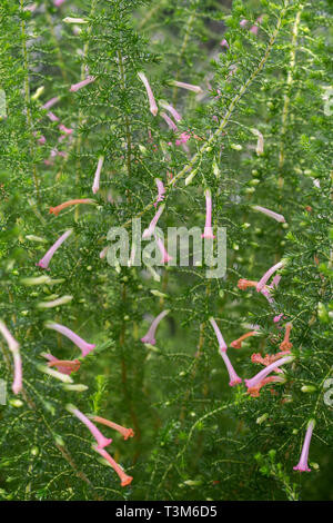 Close-up of a lush Erica curviflora plant (common names are Water Heath, Waterbos, Waterheide) with tubular light purple flowers. Stock Photo