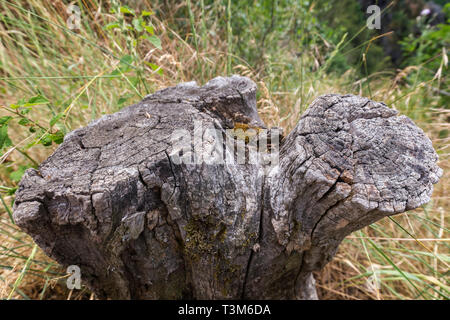 Close-up of a big, old, cut and dry stump of a tree on a sunny day. Stock Photo