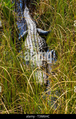 American alligator in grassy area of Okefenokee swamp, digesting a meal. Stock Photo