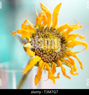 Sunflower covered in pollen extreme closeup Stock Photo