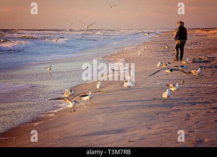A tourist walks along the beach at sunrise as laughing gulls gather for a handout, March 21, 2016, in St. Augustine, Florida. Stock Photo