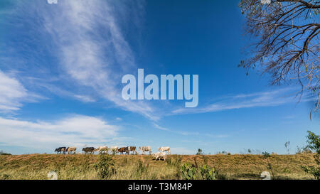 Free cows in the grassland of Paraguay. Stock Photo