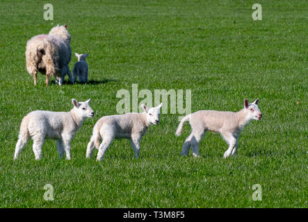 Three baby lambs running in a field Stock Photo