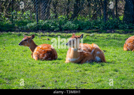 West African Sitatunga resting on the ground Stock Photo