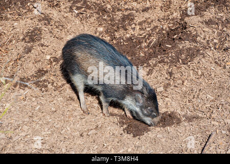 Visyan Warty Pig searching through the mud Stock Photo