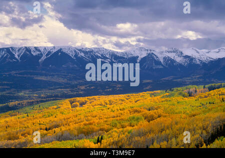 USA, Colorado, Gunnison National Forest, West Elk Wilderness, Autumn snow whitens peaks of the Elk Mountains above huge groves of aspen.