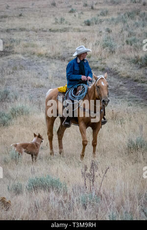 American cowboy with horse and dog Stock Photo