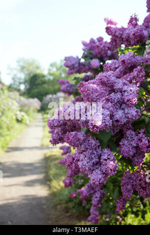 Lilac garden with old large lilac bushes Stock Photo - Alamy