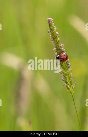 ladybird on a grass stem close-up Stock Photo