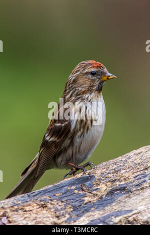 lesser redpoll  (Acanthis cabaret) perched on a branch Stock Photo