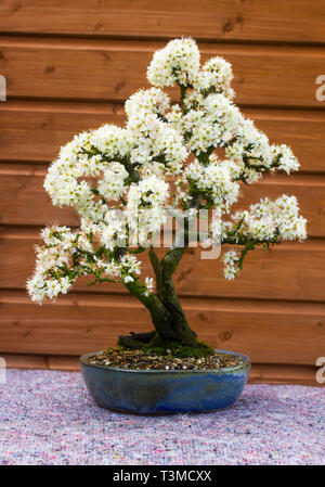 Detail of a beautiful blackthorn bonsai cultivated by a bonsai enthusiast in Northern Ireland in spring flower Stock Photo