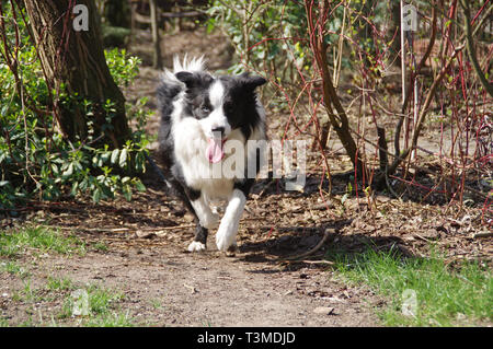 Border Collie. Happy black and white purebred dog with tongue running on the green grass. Stock Photo