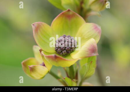 Cornus nuttallii 'Ascona'.  Characteristic pink tinged bracts (flowers) of the Pacific Dogwood in spring - April, UK Stock Photo