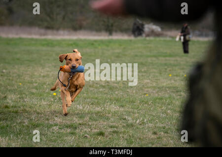 Labrador Gundogs Stock Photo