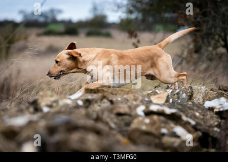 Labrador Gundogs Stock Photo