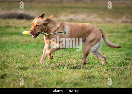 Labrador Gundogs Stock Photo