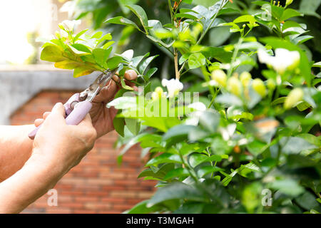 Senior woman hand cutting flowers  using pruner in garden. Stock Photo