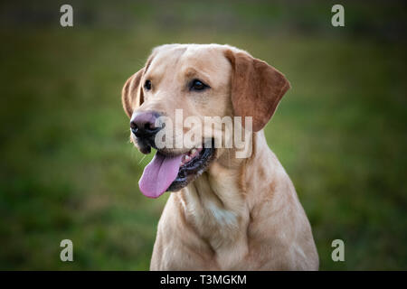 Labrador Gundogs Stock Photo