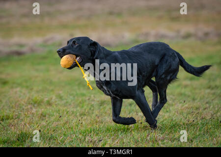 Labrador Gundogs Stock Photo