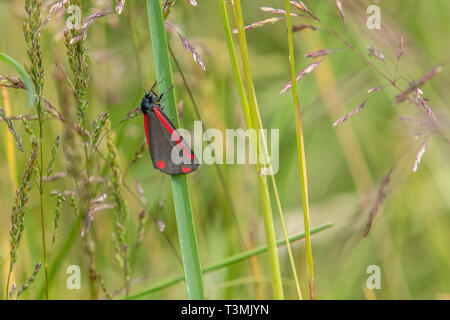 Cinnabar moth (Tyria jacobaeae) in long grass Stock Photo