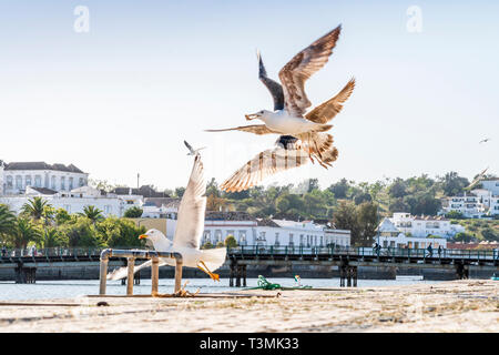 Three seagulls flying over river bank in Tavira, Algarve, Portugal Stock Photo