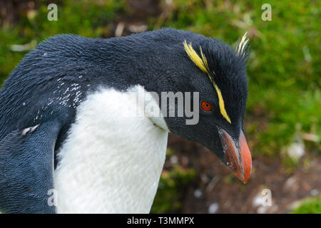 Macaroni penguin (Eudyptes chrysolophus), portrait, Hercules Bay, South Georgia Island Stock Photo