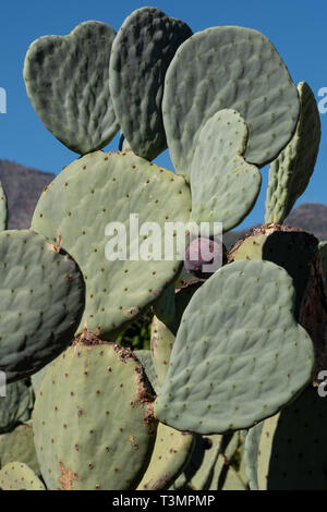 Cactus leaf in the shape of a heart. Photographed at Babylonstoren,  Franschhoek, Cape Winelands, South Africa Stock Photo - Alamy
