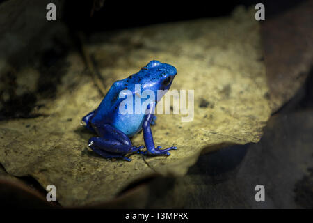 A small Blue frog sitting on a leaf Stock Photo