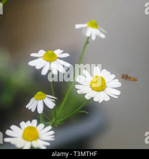 A wasp (European hornet Vespa crabro) visiting a camomile flower (Anthemis cotula) plant. Photographed in Israel in spring in April Stock Photo