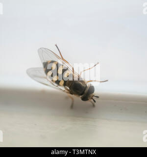 Hoverfly (Syrphus ribesii) mimics a wasp in colour and shape on white background Stock Photo