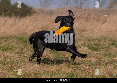Labrador Gundogs Stock Photo