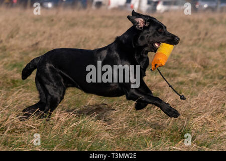 Labrador Gundogs Stock Photo