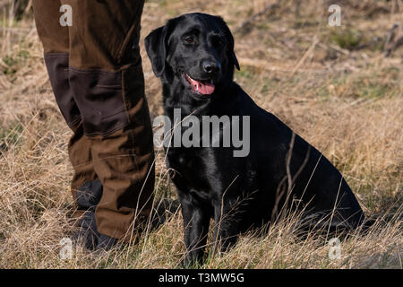 Labrador Gundogs Stock Photo
