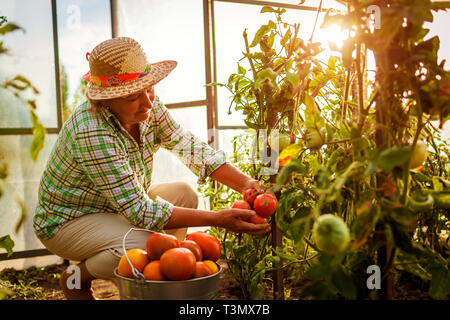 Senior woman farmer gathering crop of tomatoes at greenhouse on eco farm. Farming, gardening concept. Working in hothouse Stock Photo