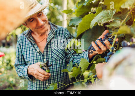 Couple of farmers checking crop of grapes on ecological farm. Happy senior man and woman gather harvest Stock Photo