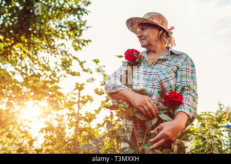 Senior woman is proud of her roses in garden. Elderly retired woman enjoying hobby