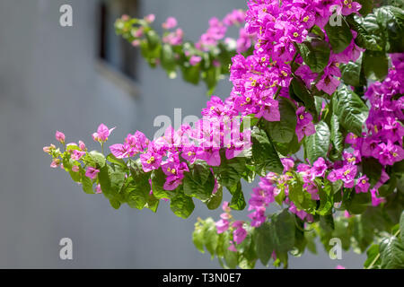 Branch of beautiful pink bougainvillea flowers. Floral background. Montenegro Stock Photo