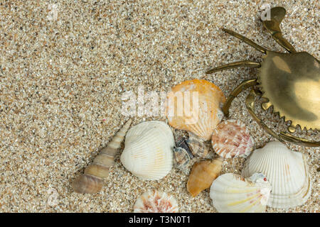 beach scene background with brass crab coming in from the right and assorted seashells on sand Stock Photo