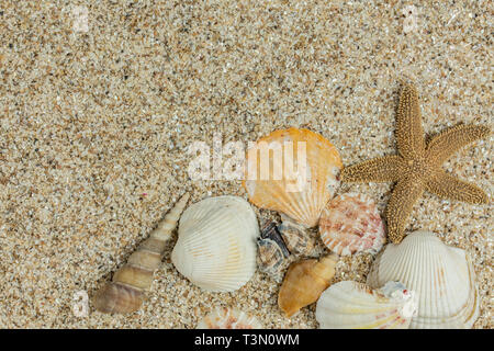 beach scene background with starfish and assorted seashells on sand Stock Photo