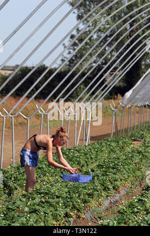 Polish migrant workers picking strawberries in Bretforton. Fusion Personnel 06/09/2005 Stock Photo
