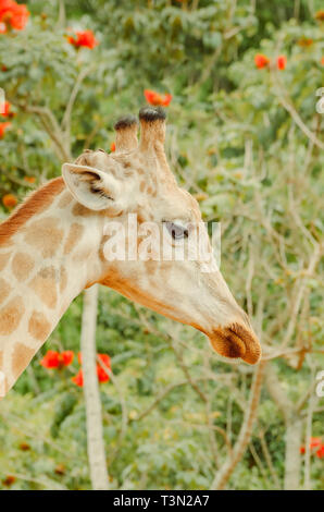 Close up on a head of a giraffe. Framed brown giraffe. Green vegetatin with red flowers blurred on background. Stock Photo