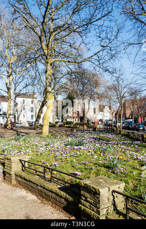 Spring bulbs blooming in Pond Square, Highgate, London, UK. Plants are flowering a month earlier in the UK as the climate heats up, a study has found. Stock Photo