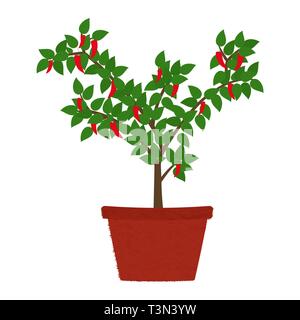 Chilli pepper tree in clay vase. Isolated. White background. Stock Vector